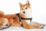 Touchdog 'Macaron' 2-in-1 Durable Nylon Dog Harness and Leash